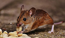 24 Hour & Emergency Exterminators in Camp Douglas, WI